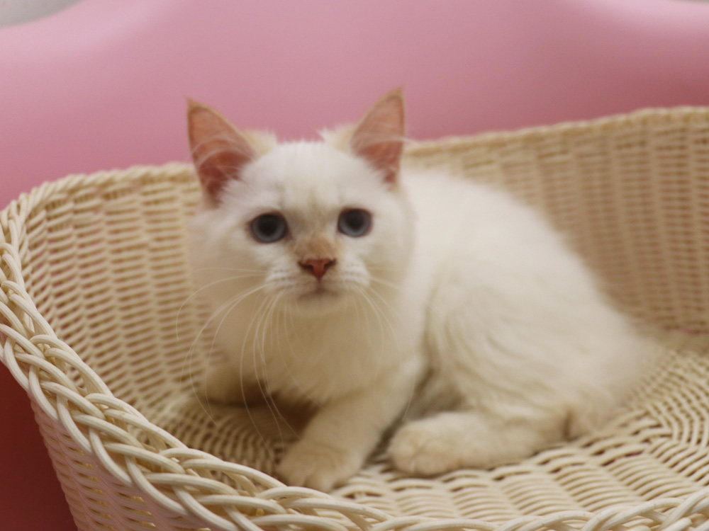 スコティッシュフォールドの子猫画像