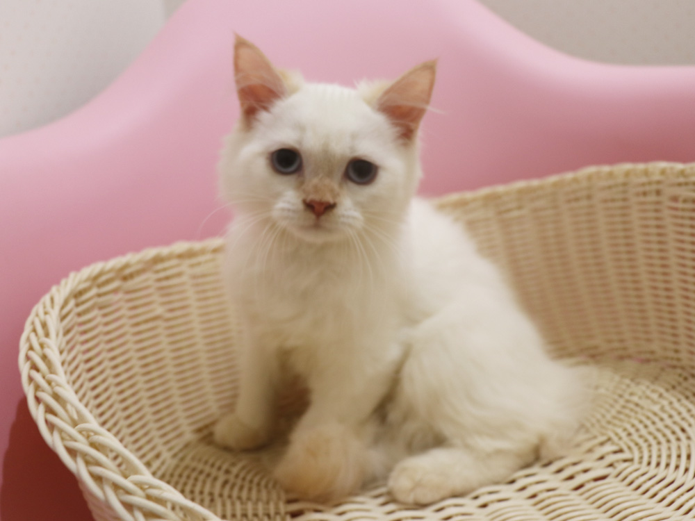 スコティッシュフォールドの子猫画像