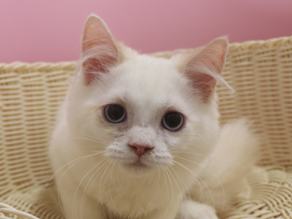 スコティッシュフォールドの子猫画像