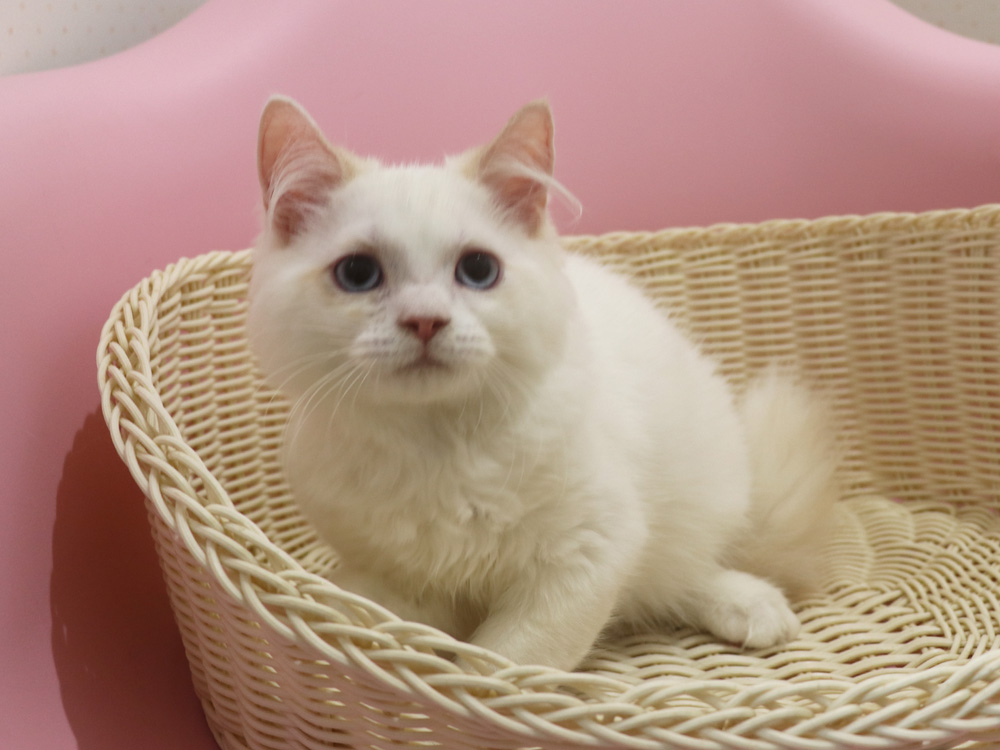スコティッシュフォールドの子猫画像