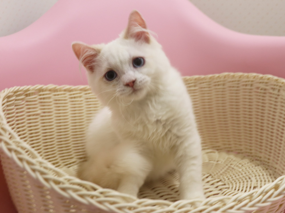 スコティッシュフォールドの子猫画像