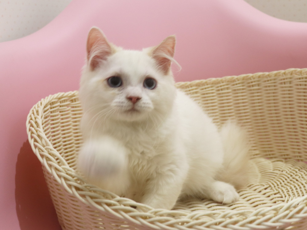 スコティッシュフォールドの子猫画像