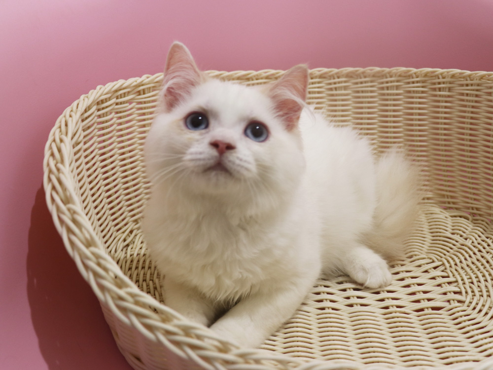 スコティッシュフォールドの子猫画像