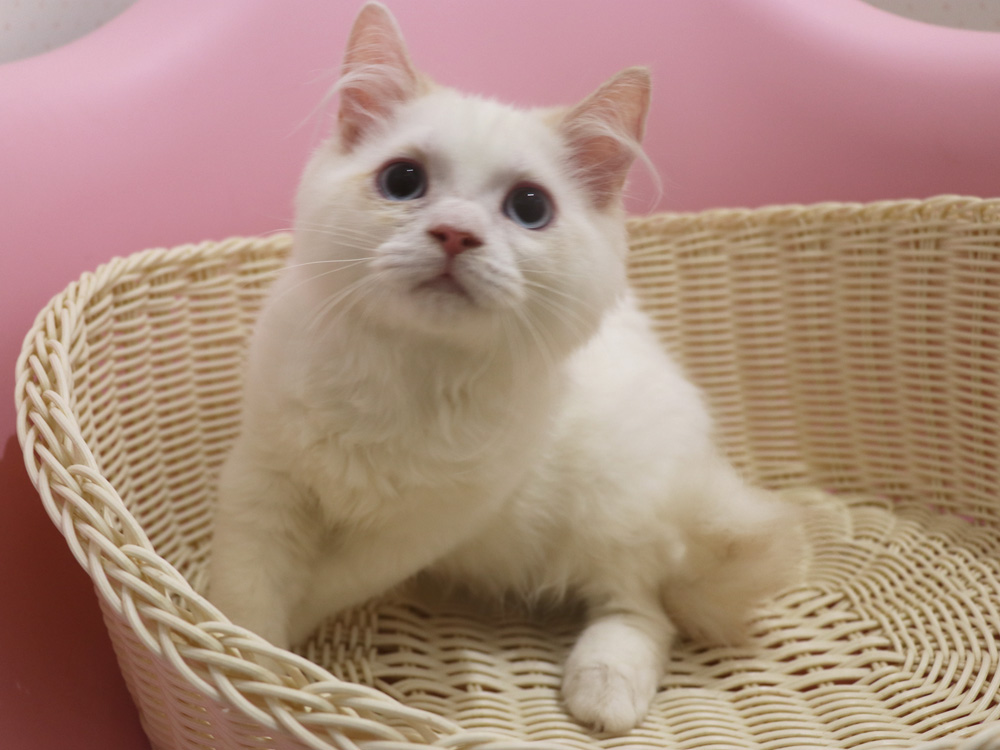 スコティッシュフォールドの子猫画像