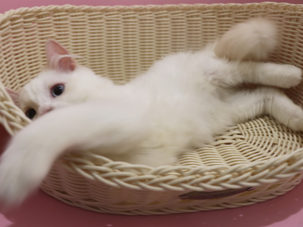 スコティッシュフォールドの子猫画像