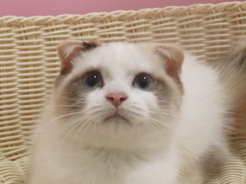 スコティッシュフォールドの子猫画像
