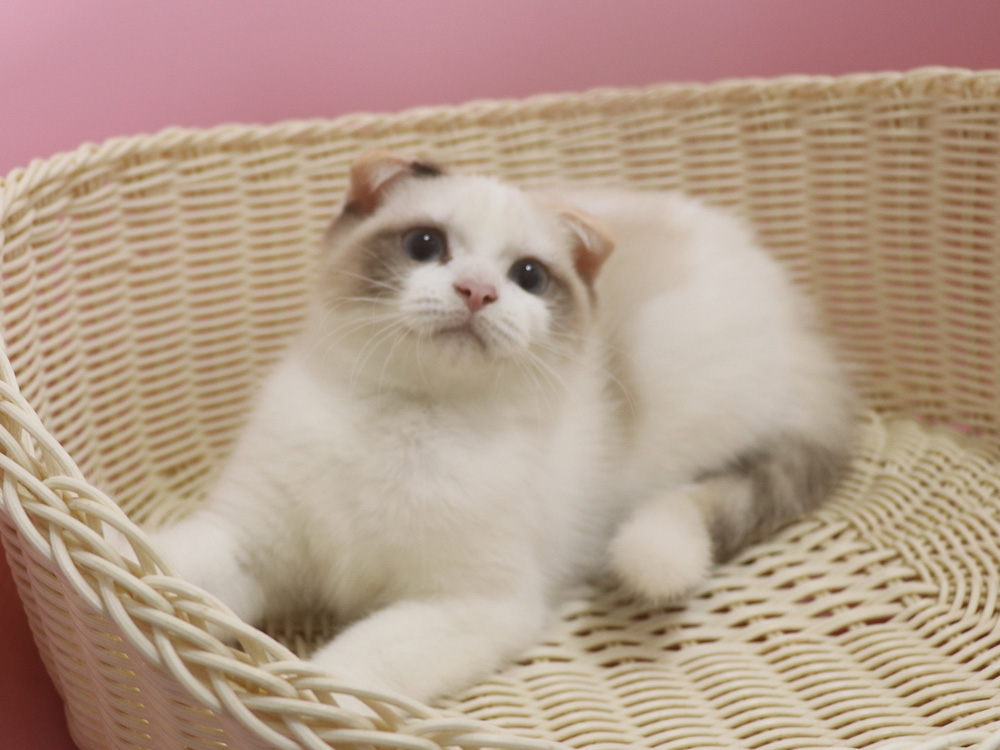 スコティッシュフォールドの子猫画像
