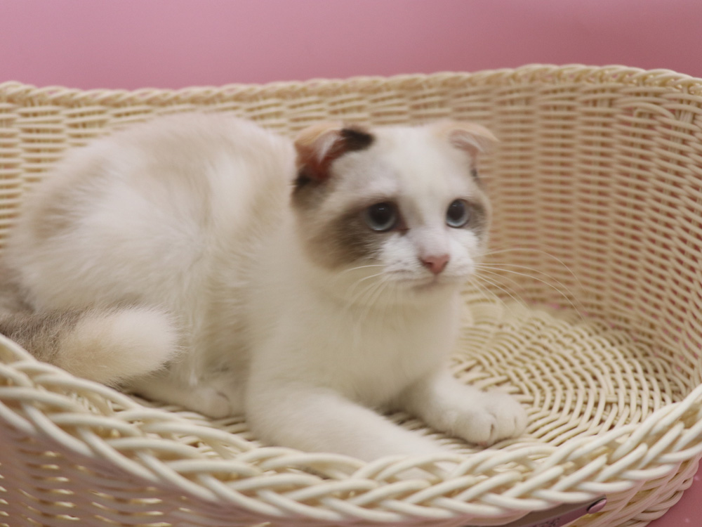 スコティッシュフォールドの子猫画像