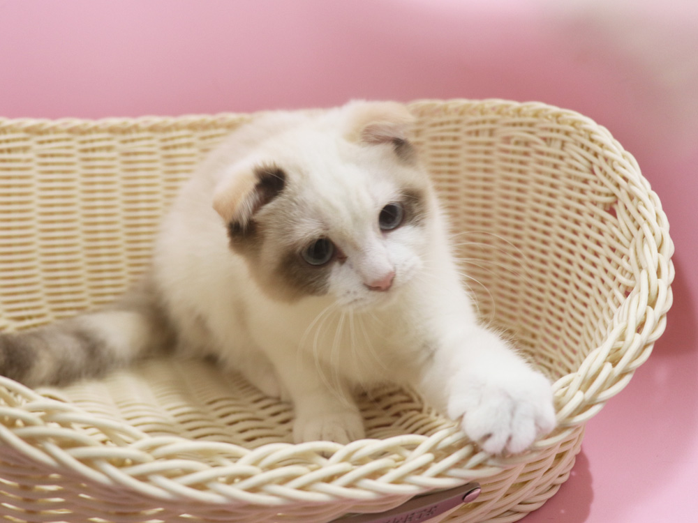 スコティッシュフォールドの子猫画像