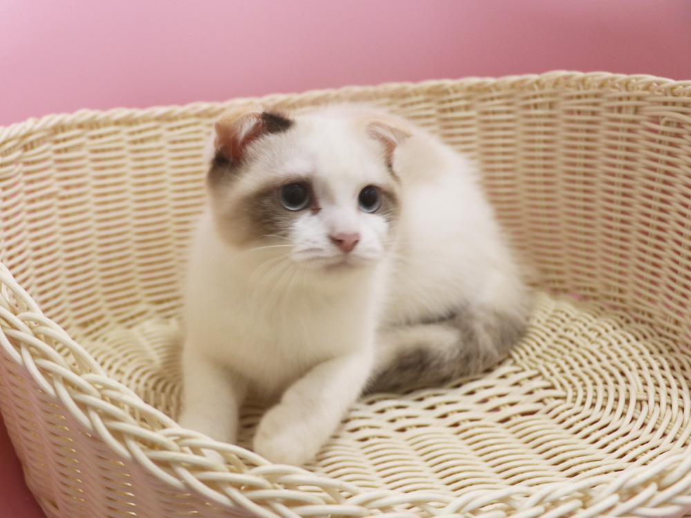 スコティッシュフォールドの子猫画像