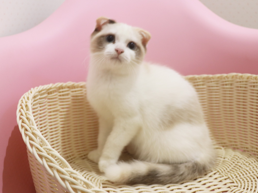 スコティッシュフォールドの子猫画像