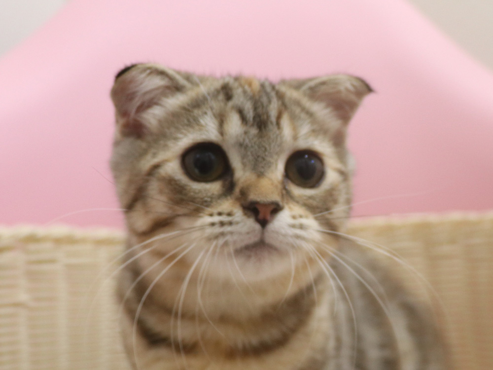 スコティッシュフォールドの子猫画像
