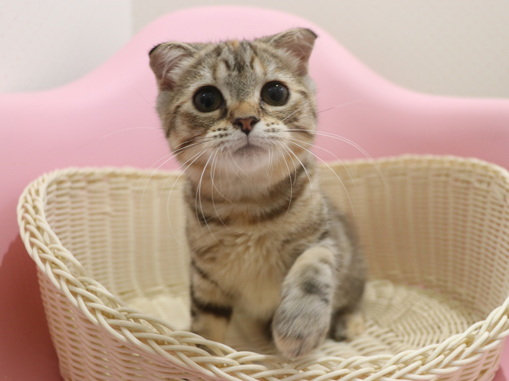 スコティッシュフォールドの子猫画像
