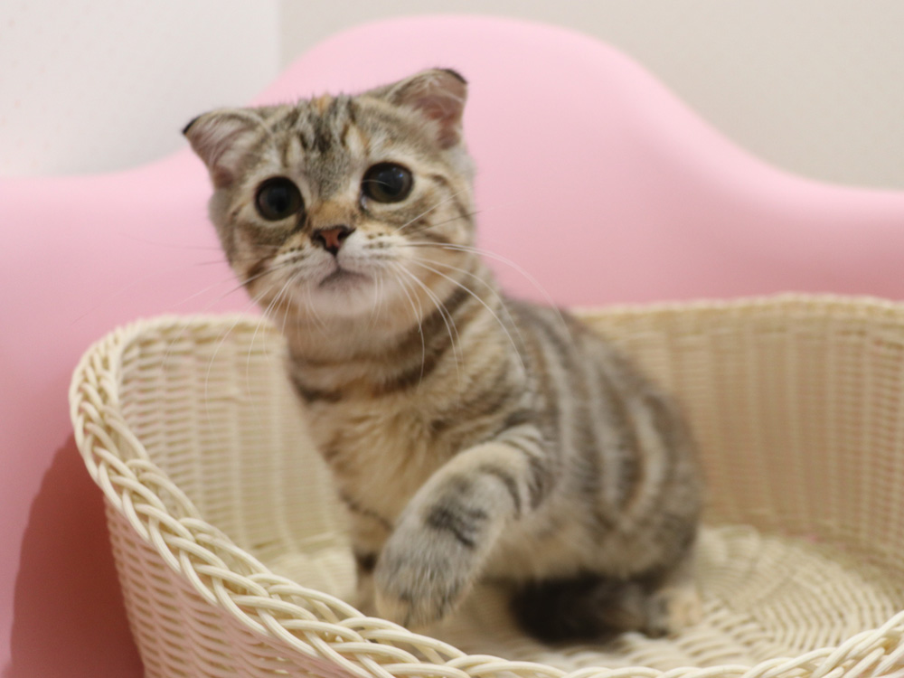 スコティッシュフォールドの子猫画像