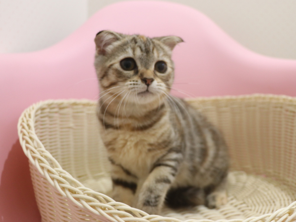 スコティッシュフォールドの子猫画像