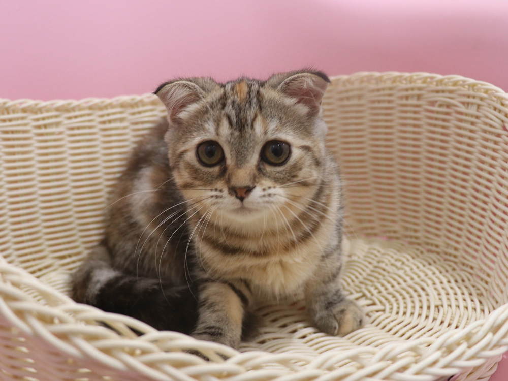 スコティッシュフォールドの子猫画像