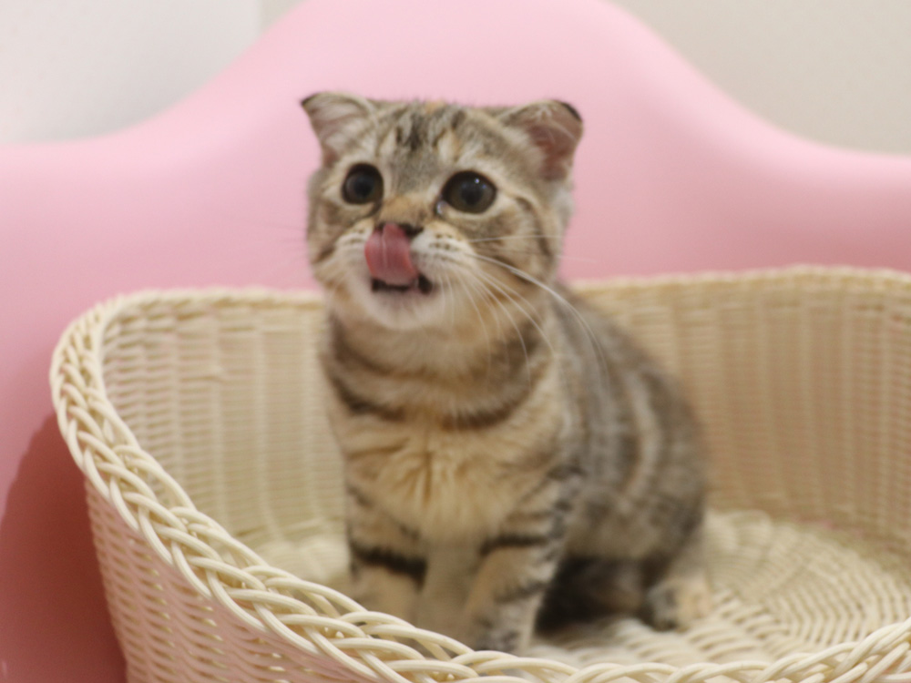スコティッシュフォールドの子猫画像