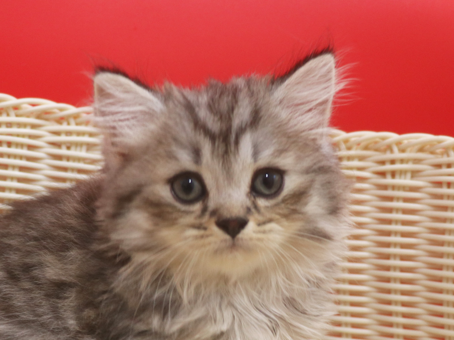 スコティッシュフォールド子猫画像