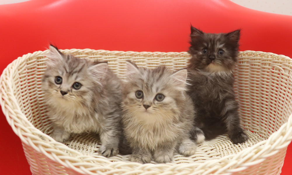 スコティッシュフォールドの子猫画像