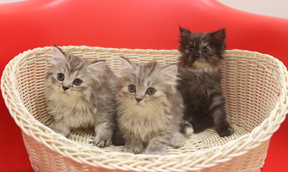 スコティッシュフォールドの子猫画像