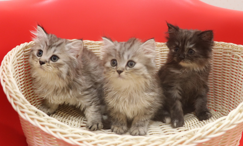 スコティッシュフォールドの子猫画像