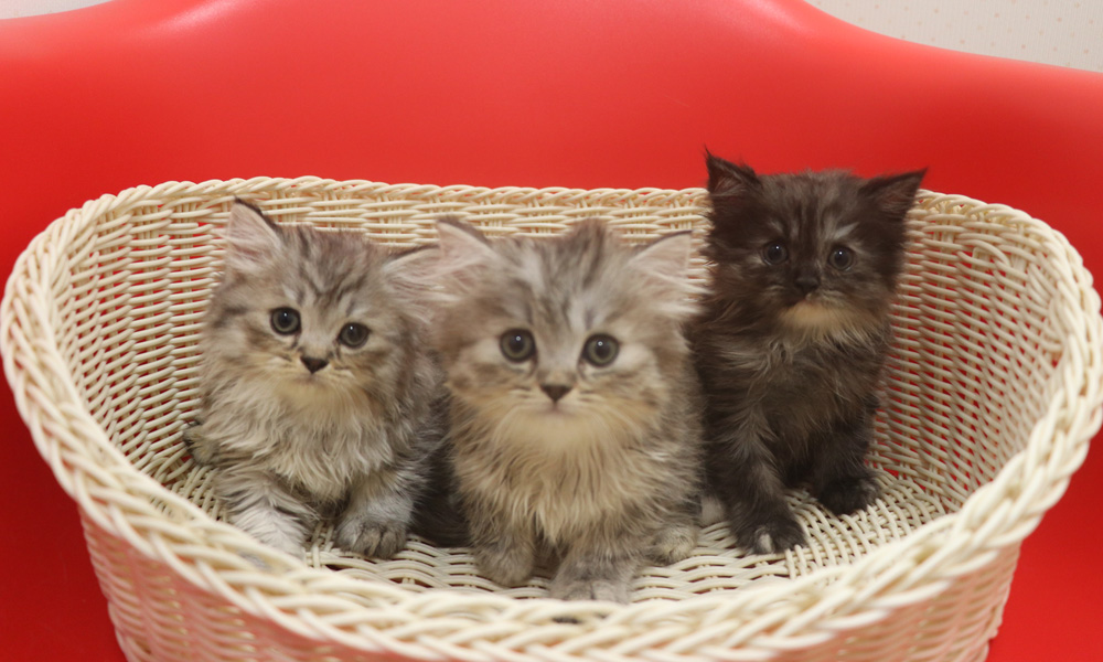 スコティッシュフォールドの子猫画像