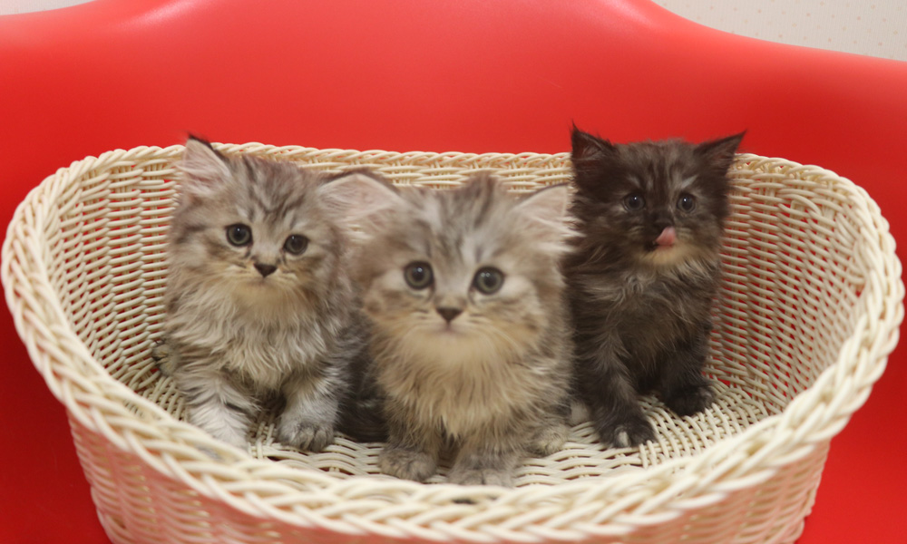 スコティッシュフォールドの子猫画像