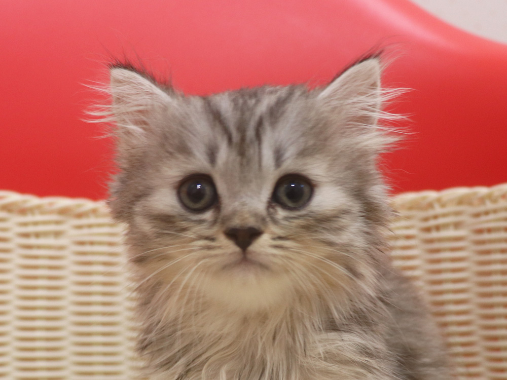 スコティッシュフォールド子猫画像