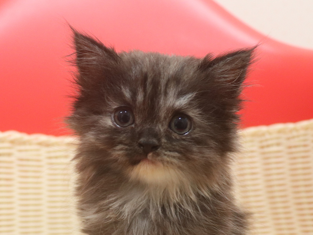 スコティッシュフォールドの子猫画像