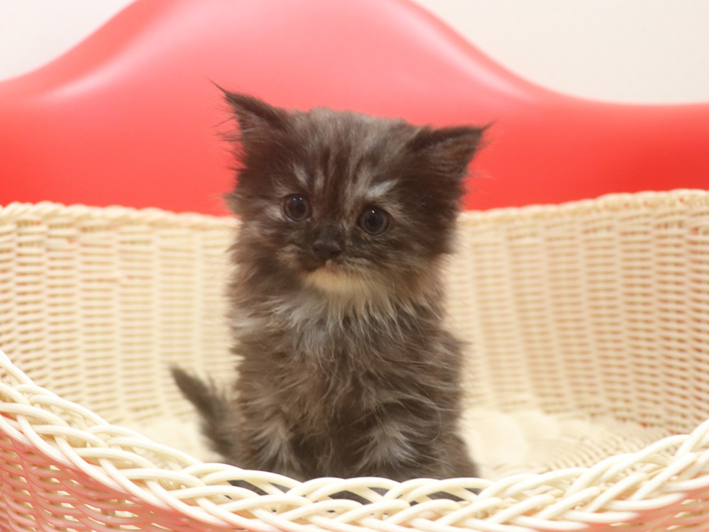 スコティッシュフォールドの子猫画像