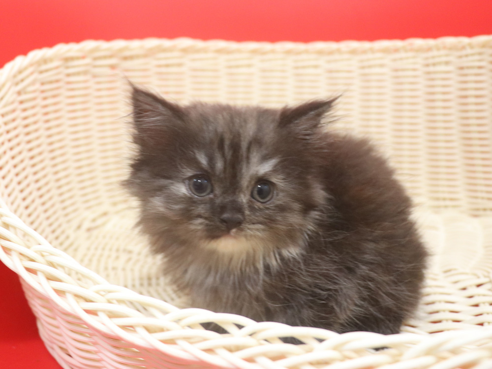 スコティッシュフォールドの子猫画像
