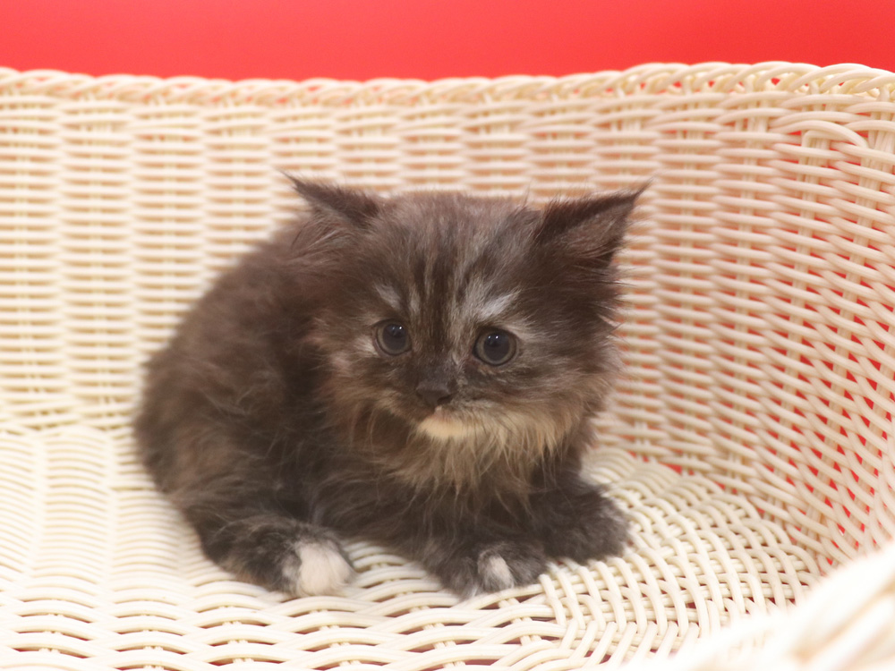 スコティッシュフォールドの子猫画像
