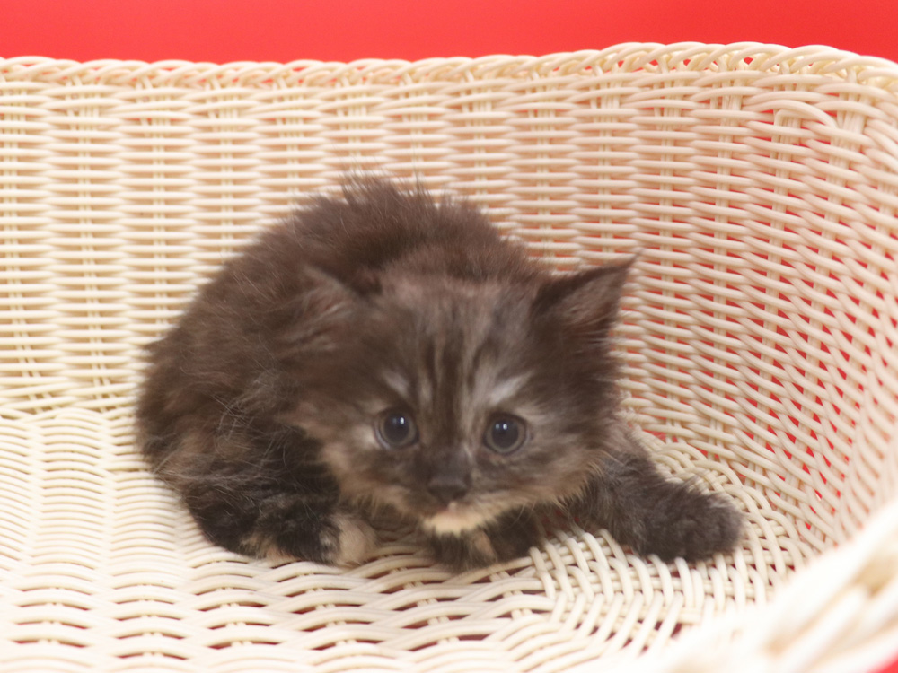 スコティッシュフォールドの子猫画像