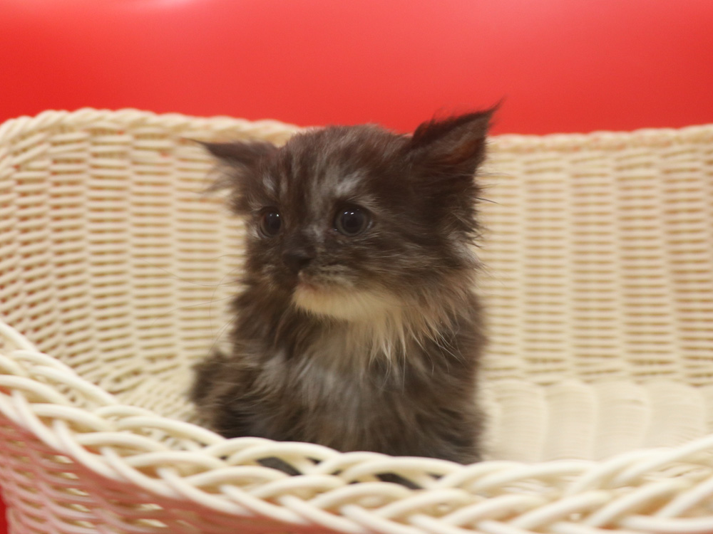 スコティッシュフォールドの子猫画像