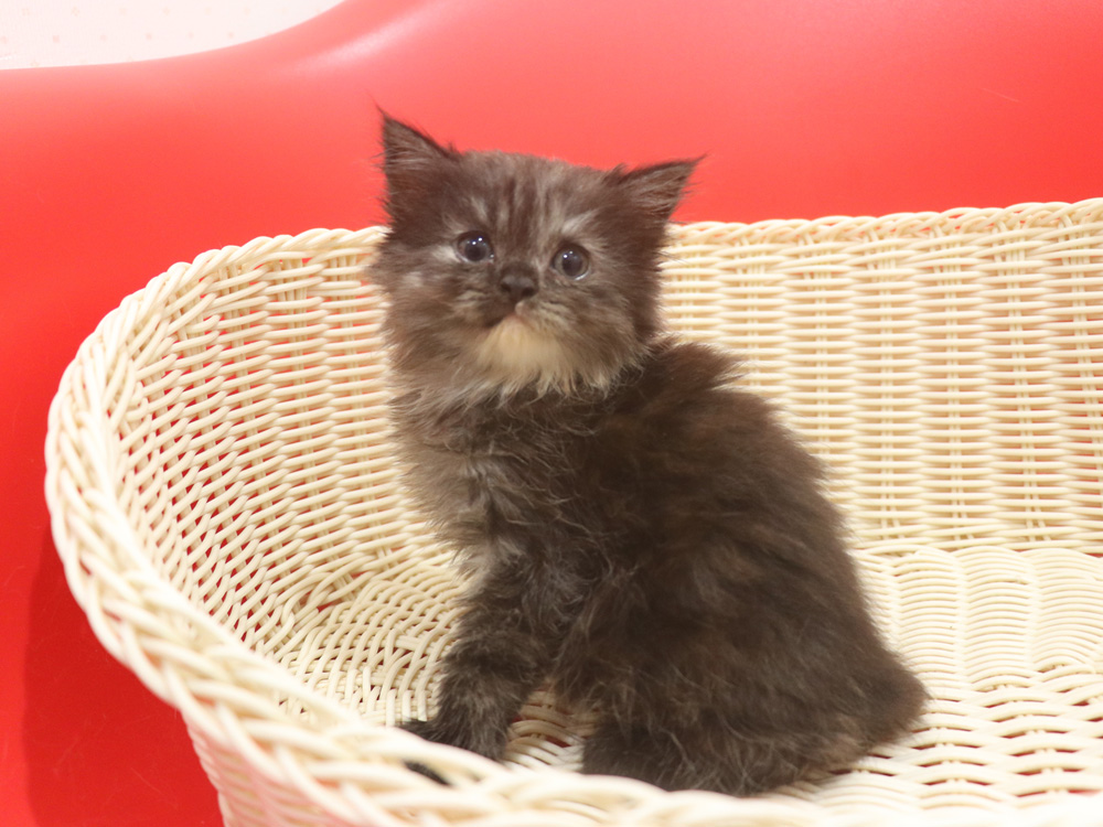 スコティッシュフォールドの子猫画像