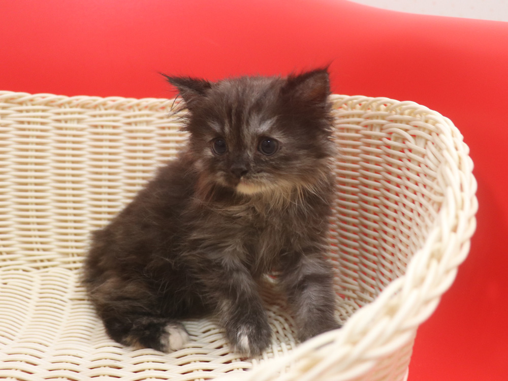 スコティッシュフォールドの子猫画像