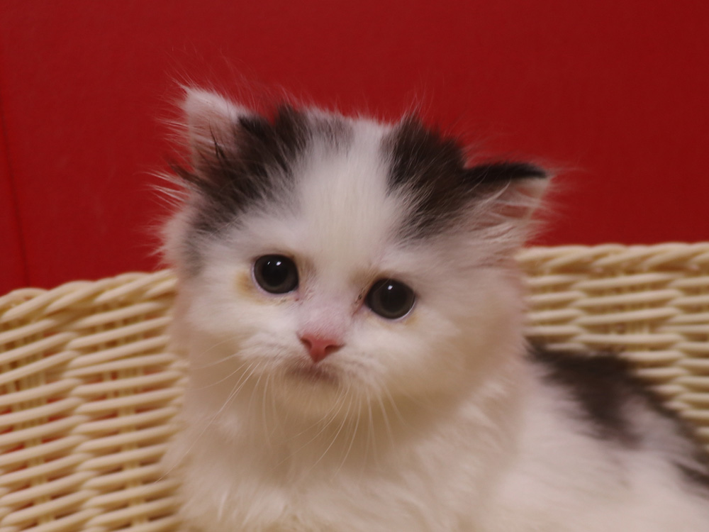 スコティッシュフォールドの子猫画像