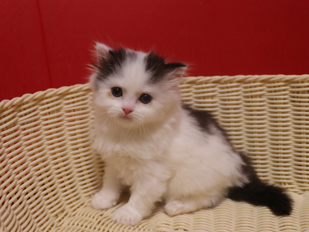 スコティッシュフォールドの子猫画像