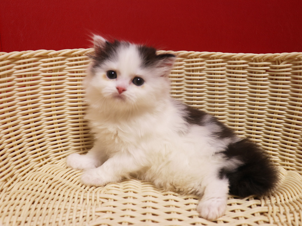 スコティッシュフォールドの子猫画像