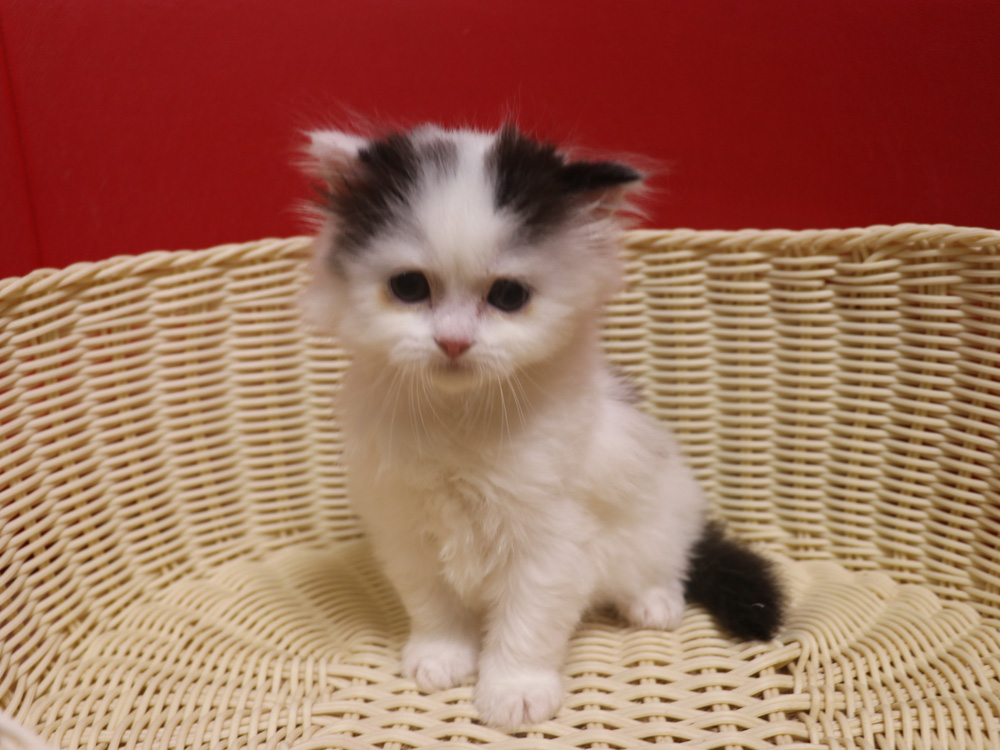 スコティッシュフォールドの子猫画像