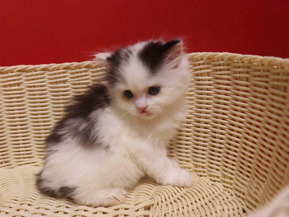 スコティッシュフォールドの子猫画像