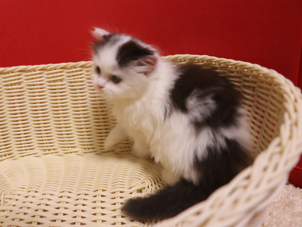 スコティッシュフォールドの子猫画像