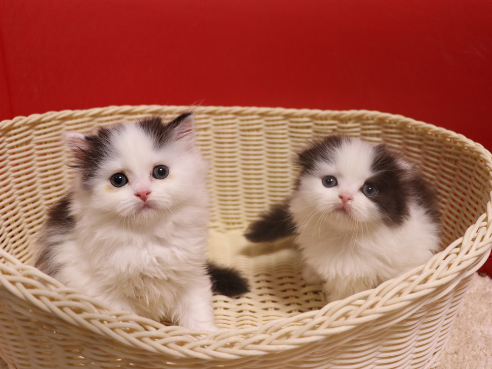スコティッシュフォールドの子猫画像