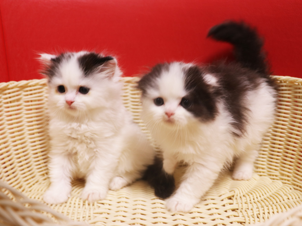 スコティッシュフォールドの子猫画像
