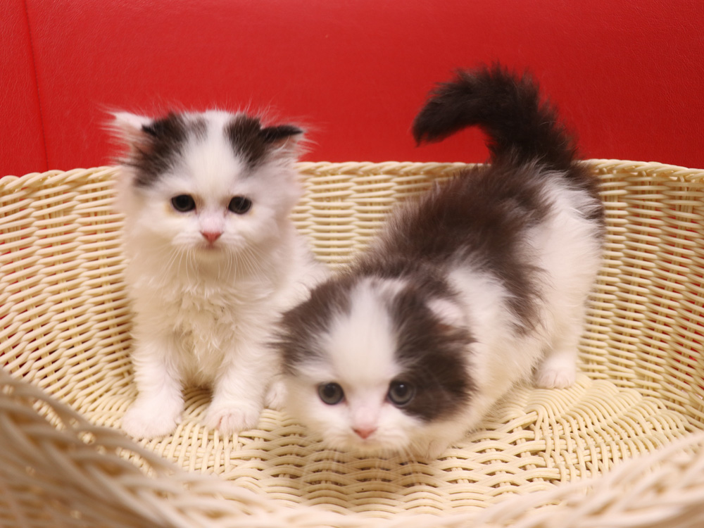 スコティッシュフォールドの子猫画像