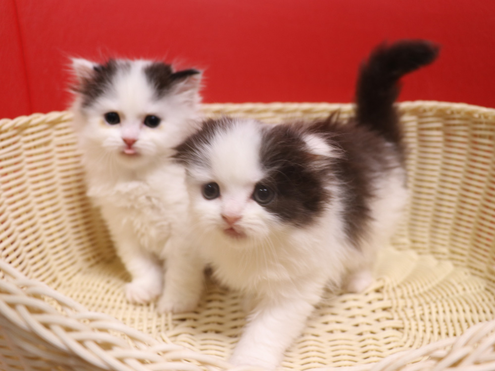 スコティッシュフォールドの子猫画像