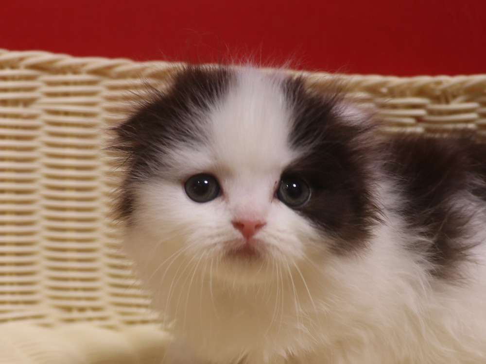 スコティッシュフォールドの子猫画像