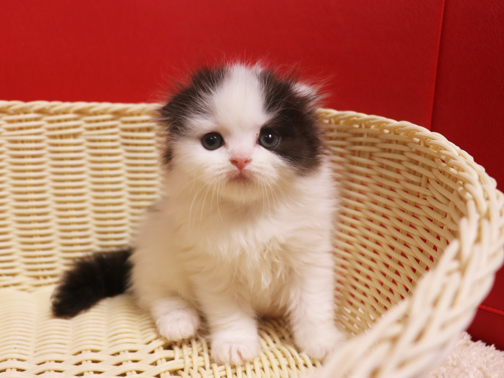 スコティッシュフォールドの子猫画像