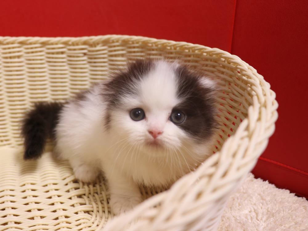 スコティッシュフォールドの子猫画像