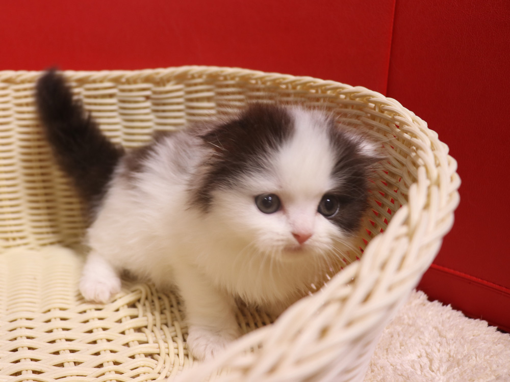 スコティッシュフォールドの子猫画像